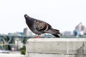Pigeon
