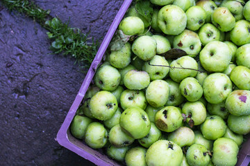 Wet apples in the box. Drops of water. Green fruits.