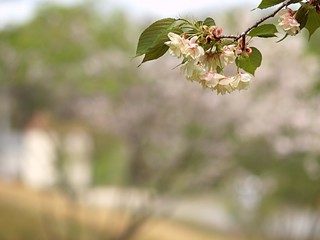 八重桜の花