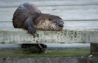 River otter