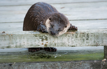 River otter