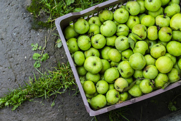 Green apples in the box. Top view. Background for text and design. Copy space.