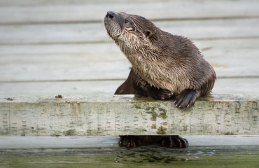 River otter