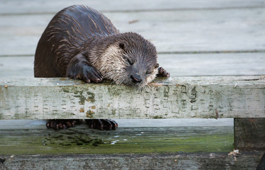 River otter