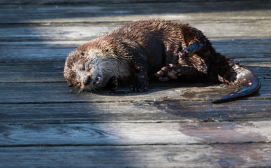 River otter