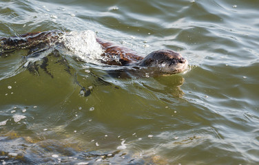 Fototapeta premium River otter