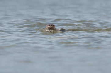 River otter