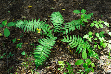 Three green brake leaves in the forest.