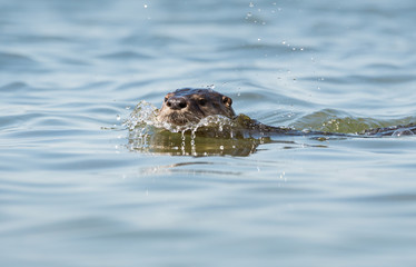 Fototapeta premium River otter