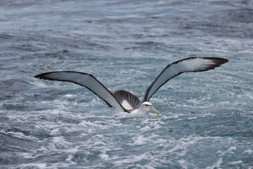 White Capped Mollymawk Albatross in New Zealand Waters