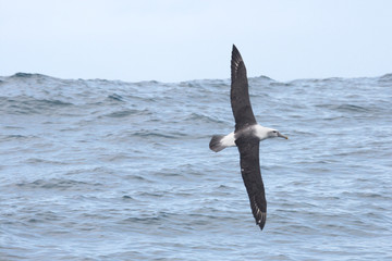 White Capped Mollymawk Albatross in New Zealand Waters
