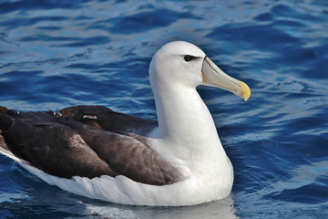 Fototapeta na wymiar White Capped Mollymawk Albatross in New Zealand Waters