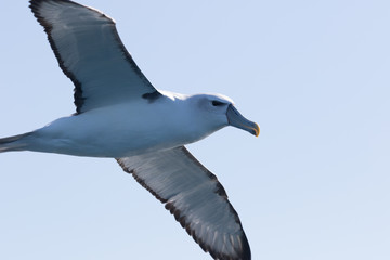 White Capped Mollymawk Albatross in New Zealand Waters