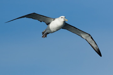 White Capped Mollymawk Albatross in New Zealand Waters