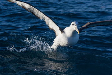 White Capped Mollymawk Albatross in New Zealand Waters