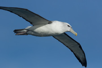 White Capped Mollymawk Albatross in New Zealand Waters