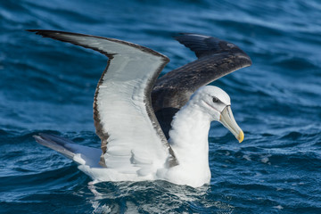 Southern Royal Albatross in New Zealand Waters