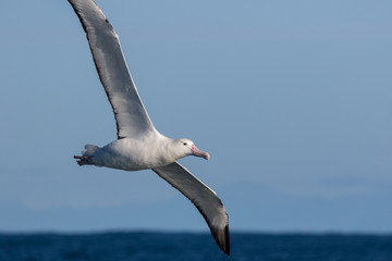 Southern Royal Albatross in New Zealand Waters