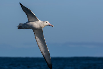 Fototapeta premium Southern Royal Albatross in New Zealand Waters