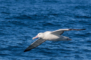 Southern Royal Albatross in New Zealand Waters