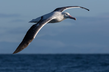 Southern Royal Albatross in New Zealand Waters