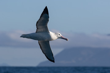 Fototapeta na wymiar Southern Royal Albatross in New Zealand Waters