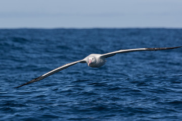 Southern Royal Albatross in New Zealand Waters
