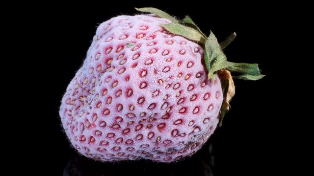 One fresh frozen strawberry on black glass with reflection. Black background, Rotation 360 degrees, Close-up