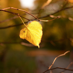 Lonely yellow leaf of a Linden hanging on a tree branch in the autumn