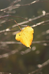 Lonely yellow leaf of a Linden hanging on a tree branch in the autumn