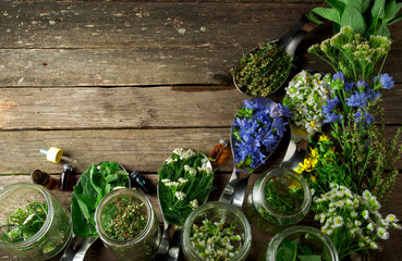 Fresh medicinal herbs. Medicinal herbs (chamomile, wormwood, yarrow, mint, St. John's wort and chicory) on an old wooden board. View from above. Copy space