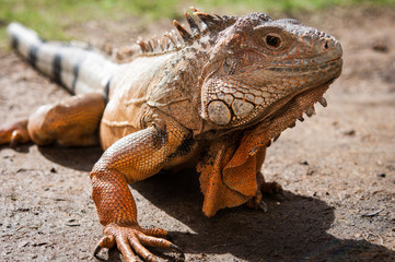イグアナ、オレンジ