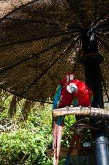 コンゴウインコ、ペア