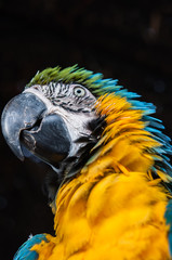 ルリコンゴウインコ、下から