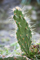 平らなサボテン