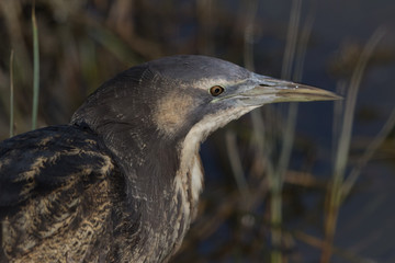 Australasian Bittern 