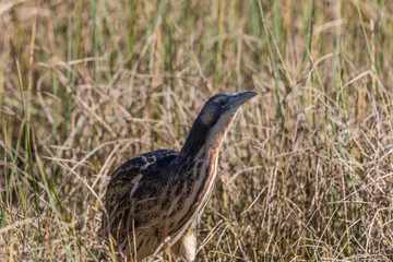 Australasian Bittern 