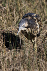Australasian Bittern 