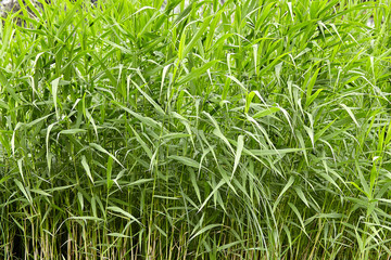 Ecology view on green reed.