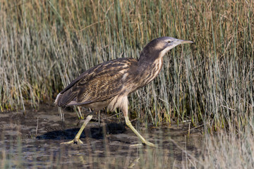 Australasian Bittern 