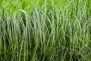 Ecology view on green cane.