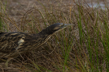 Australasian Bittern 