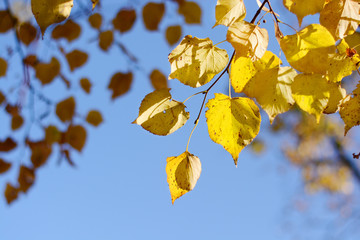 Branch with yellow leaves of linden on a background of blue sky. Autumn. Sunlight.