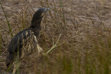 Australasian Bittern 