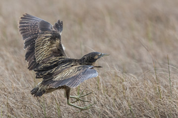 Australasian Bittern 