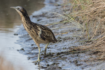 Australasian Bittern 