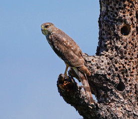 Close up of a Peregrine Falcon perched on a large tree looking out over the landscape.