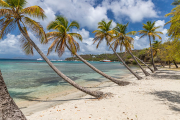 Fototapeta premium Saint Vincent and the Grenadines, Britannia bay beach, coconut palms, Mustique
