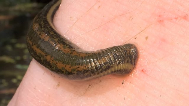 European leech are sucking blood from a foot in the natural habitat. Natural leech therapy. Close-up 