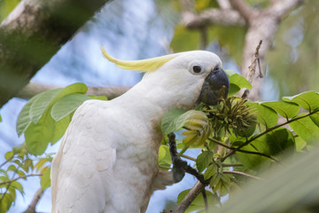 Sulphur Crested Cockatoo